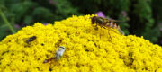 Schwebfliegen als Bestäuber