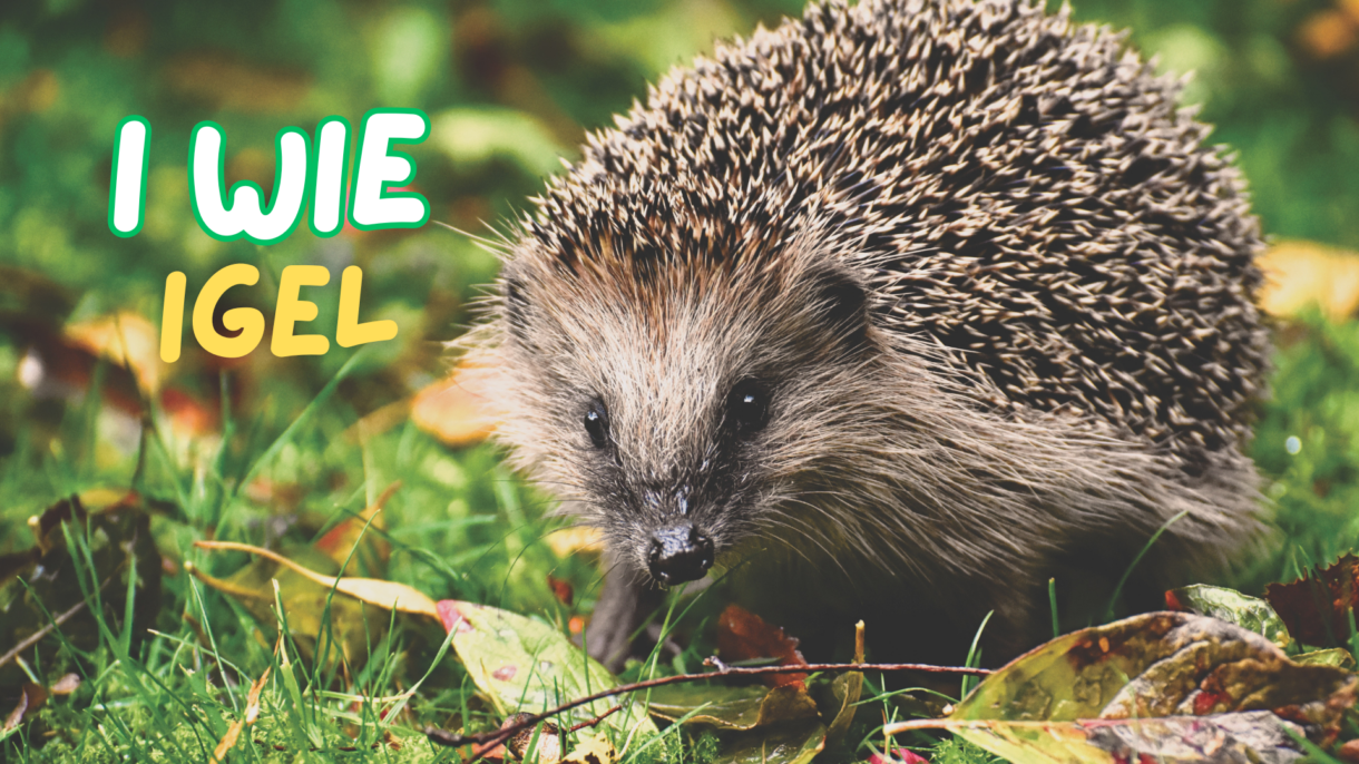 Igel Kinderspaß