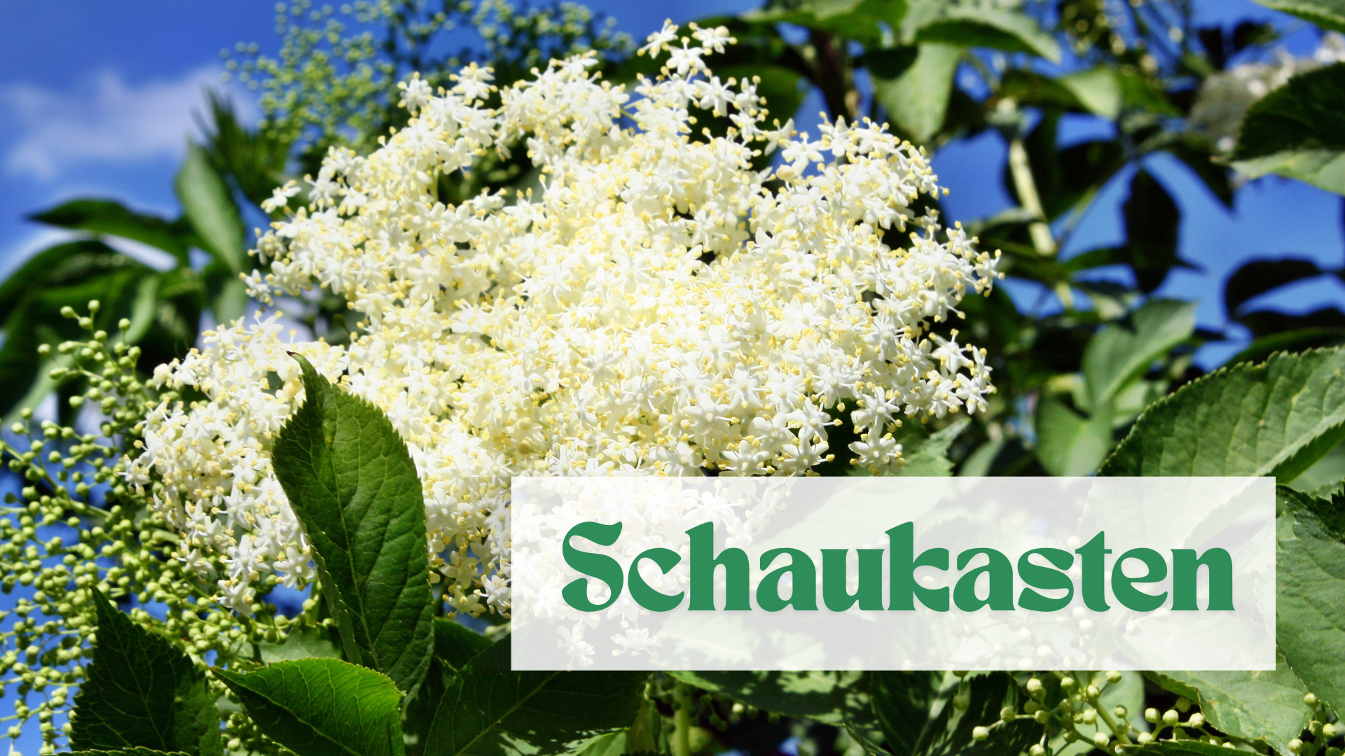 Schaukasten Juni