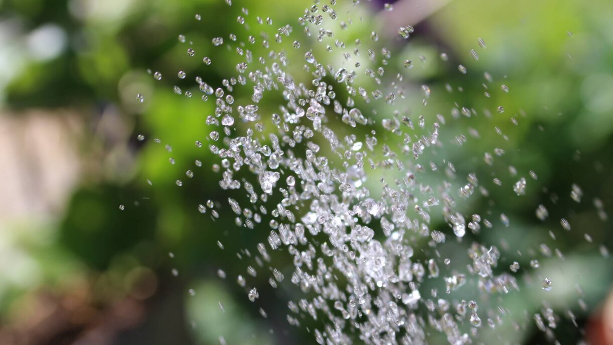 Artenvielfalt Wasser