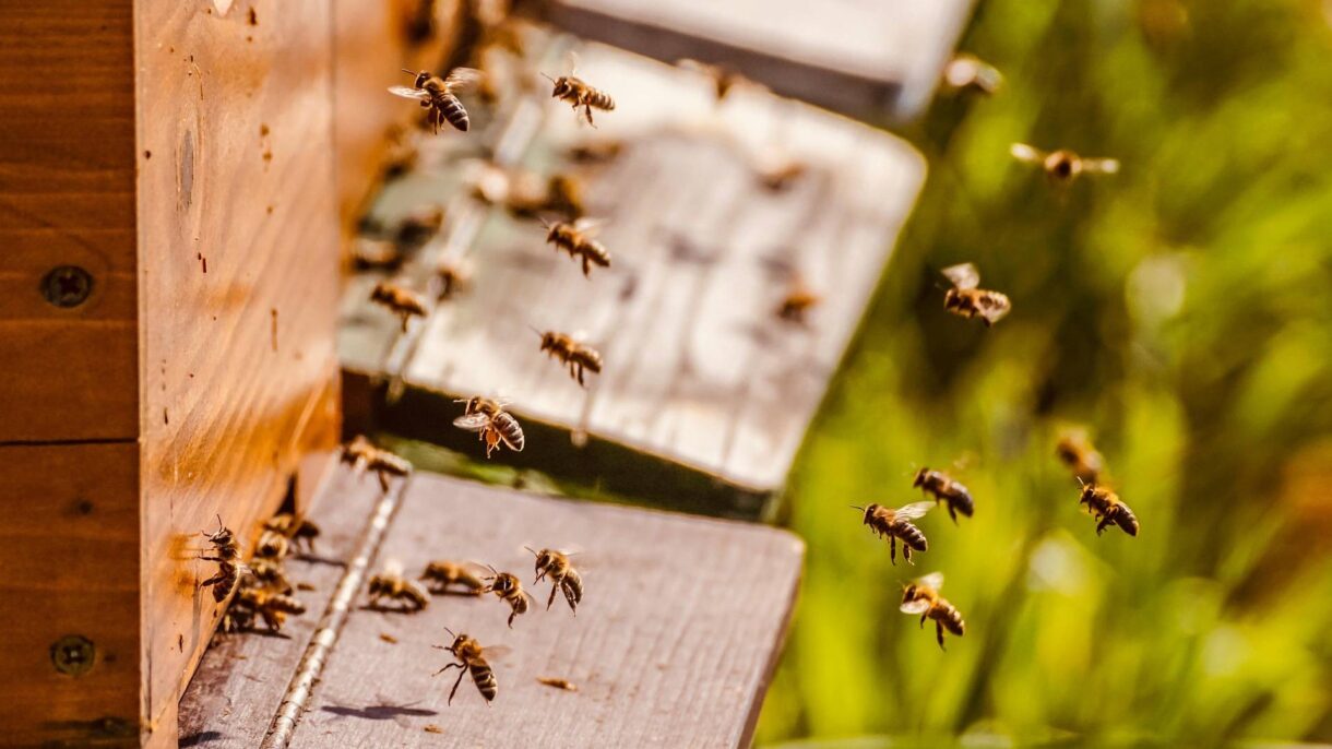 Bienen Honig