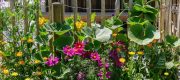 Naturnah Garten Kleingarten Artenschutz