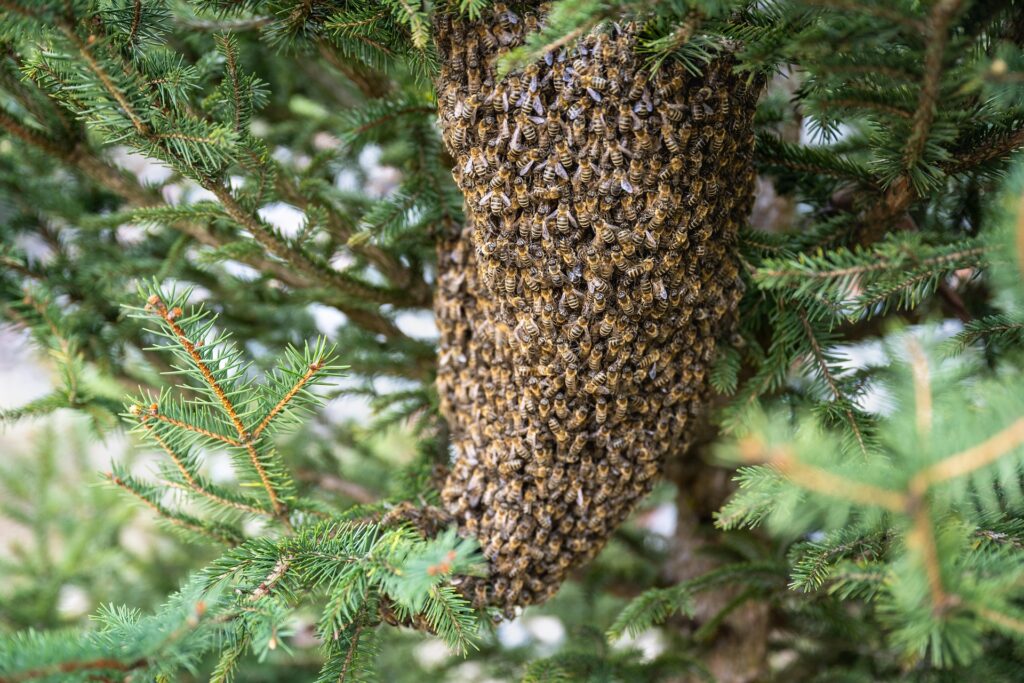 Bienen Schwarm Stock Honig