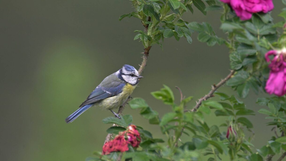 Stunde der Gartenvögel NABU