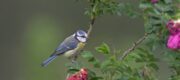Stunde der Gartenvögel NABU