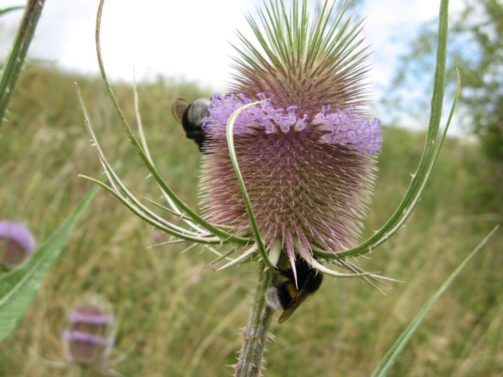 Kräuterapotheke Wilde Karde