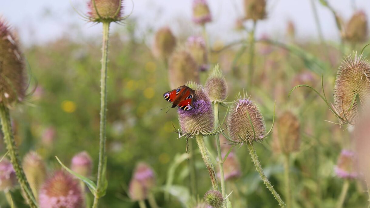 Kräuterapotheke Wilde Karde