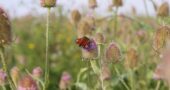 Kräuterapotheke Wilde Karde