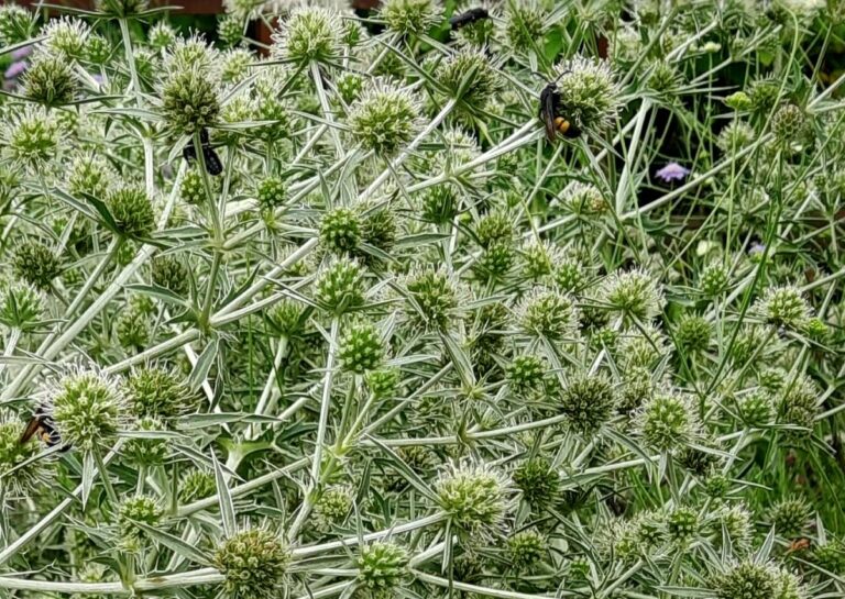 Gartentipp August Schaukasten