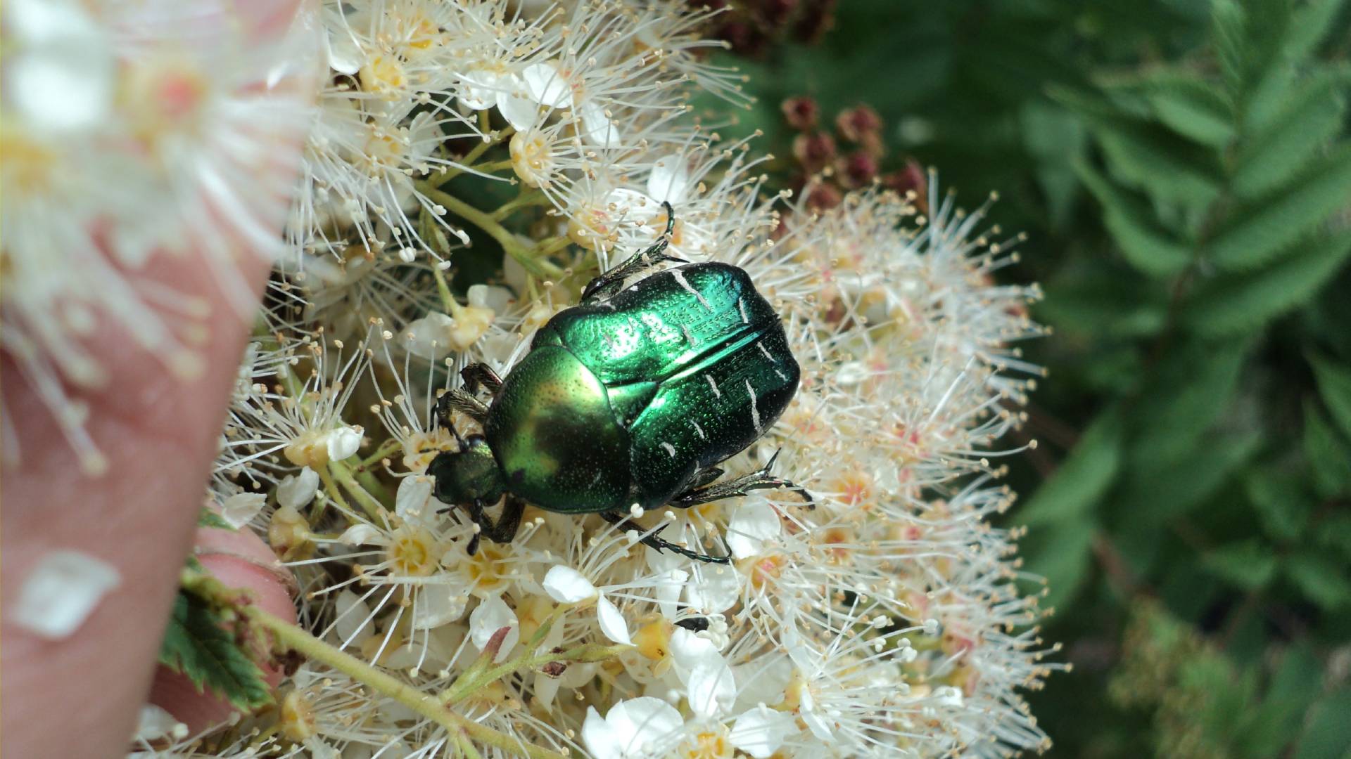 Rosenkäfer Artenvielfalt