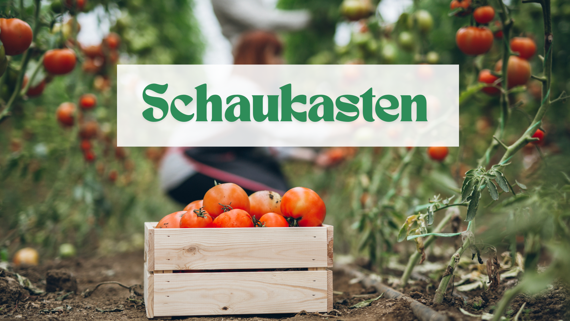 Schaukasten Gartentipp August