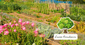 Luises Altes Gartenwissen