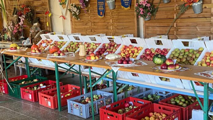 Äpfel aufgereiht auf einem Tisch