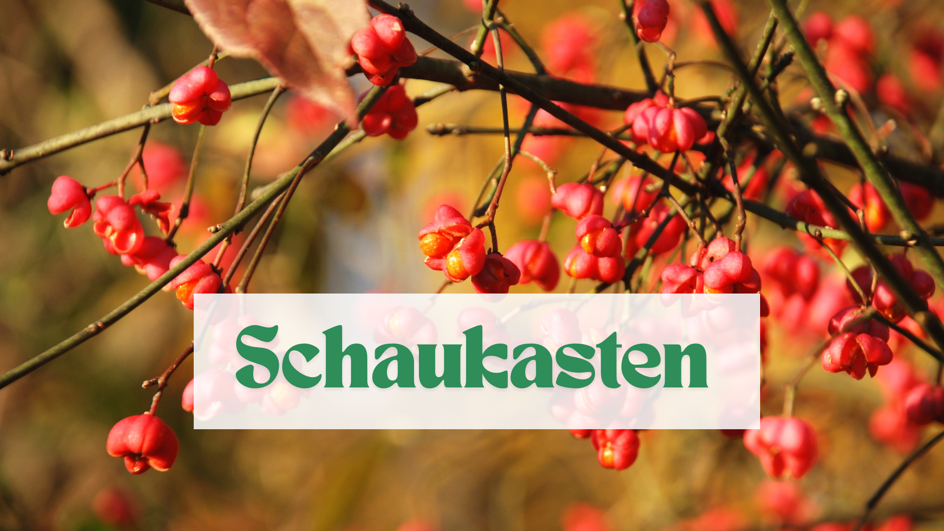 Rote Beeren an einem Ast. Dazu der Schriftzug Schaukasten