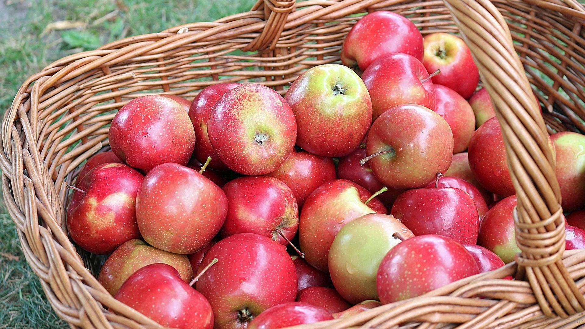 Apfel Äpfel Rezepte
