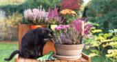 Schwarze Katze auf einer Holzbank. Dazu Heidekraut im Topf und herbstlicher Hintergrund