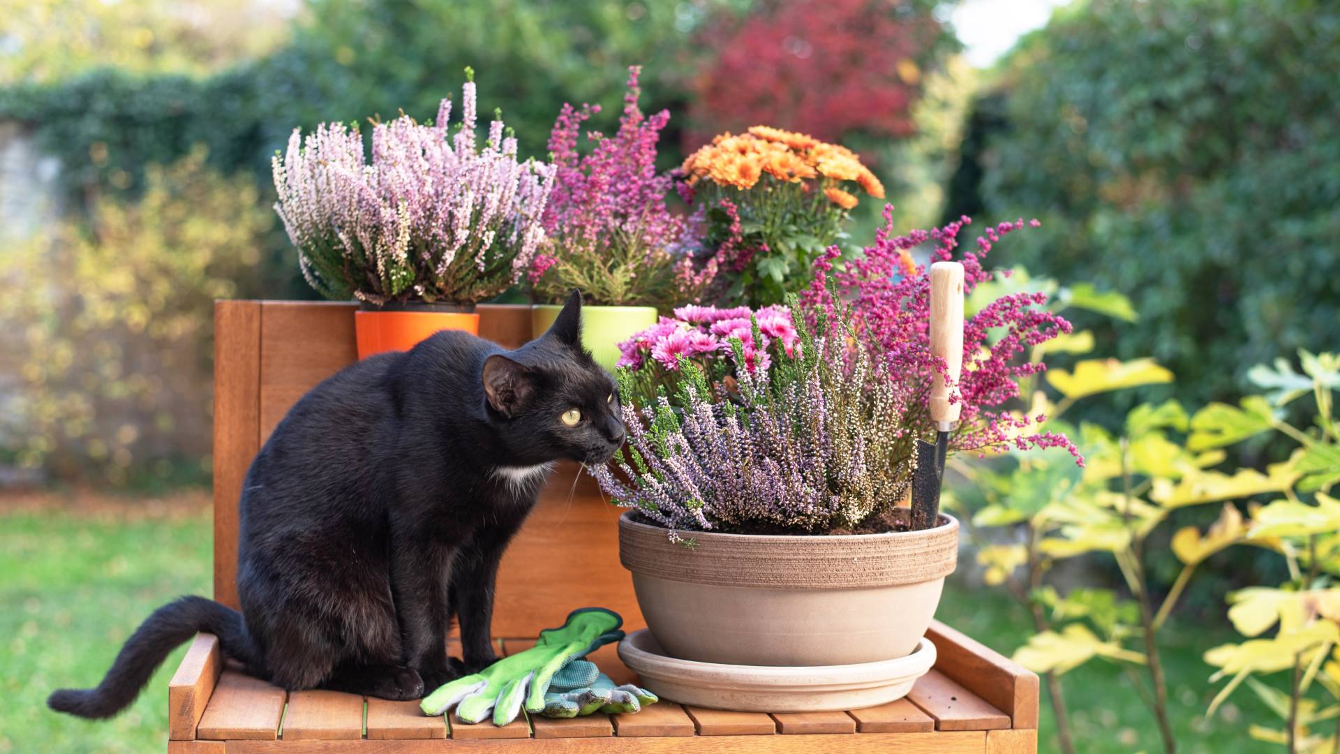 Schwarze Katze auf einer Holzbank. Dazu Heidekraut im Topf und herbstlicher Hintergrund