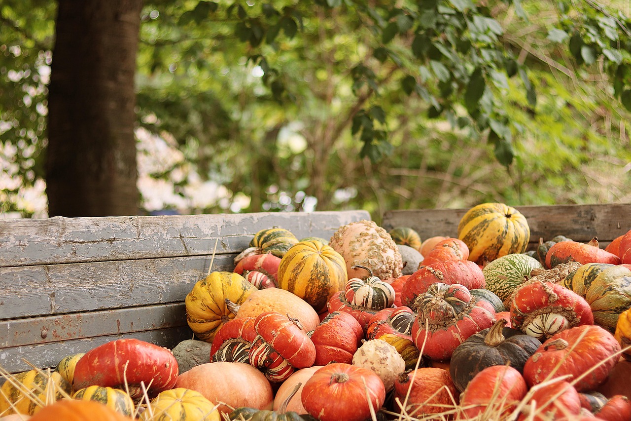 Schukasten Gartentipp Oktober