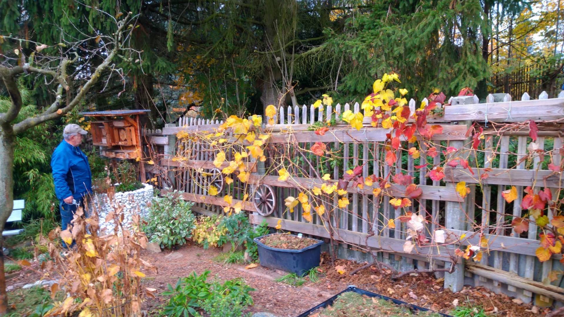Ein Zaun voller Weinstöcke mit Herbstlaub
