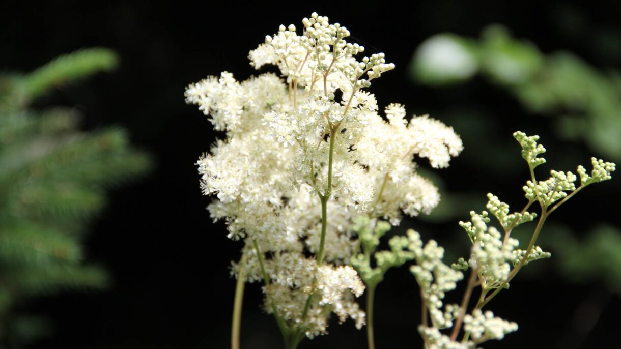 Nahaufnahme der Blüten des Mädesüß