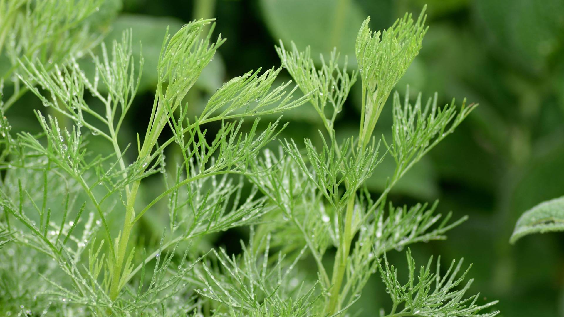 Eberraute Nahaufnahme