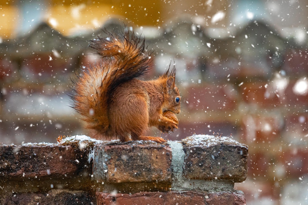 Eichhörnchen auf einer Mauer im Schnee