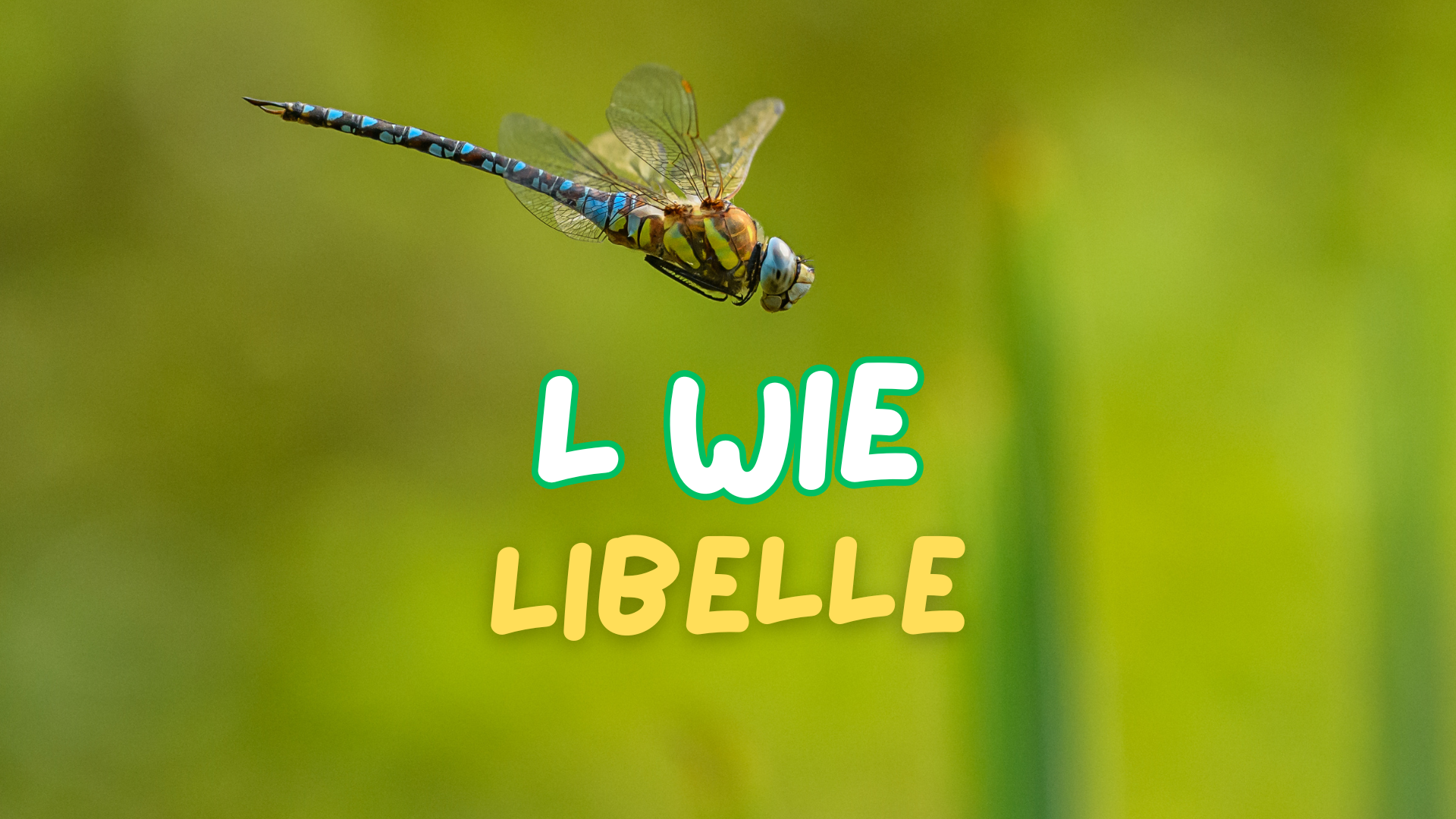 Blaue Libelle im Flug