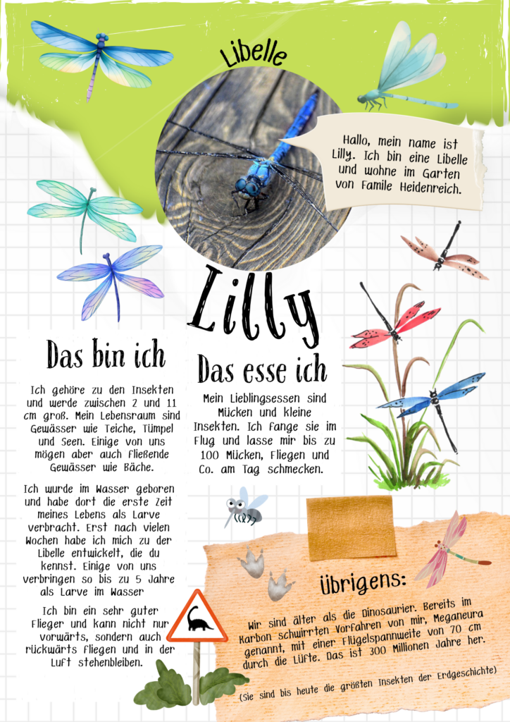 Steckbrief der Libelle