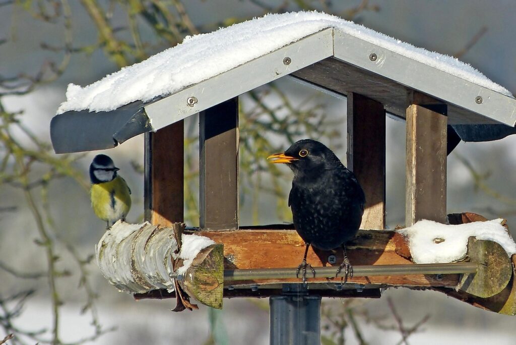 Meise und Amsel in einem Futterhaus im Schnee