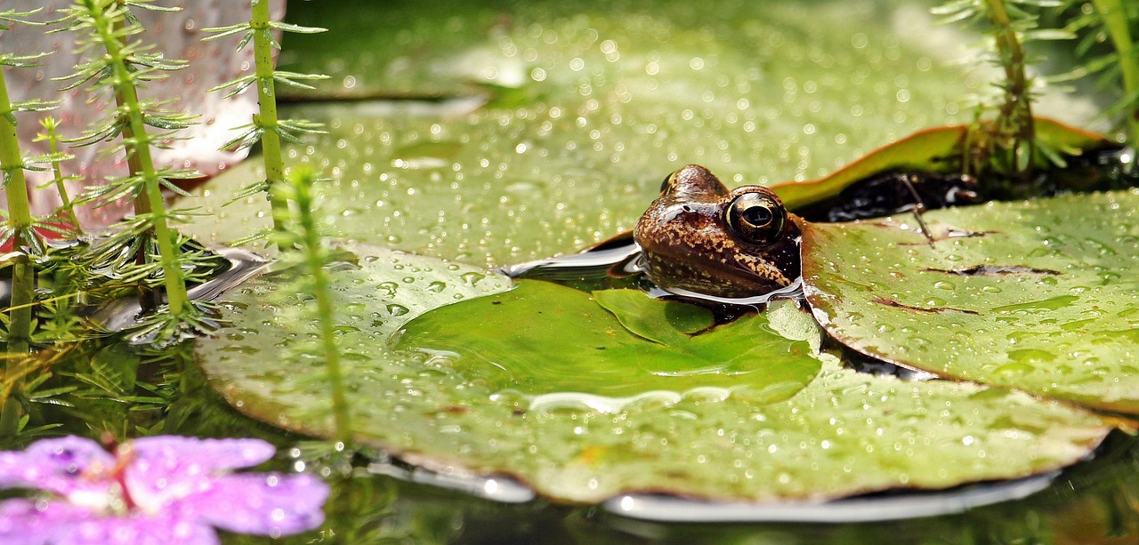 Frosch zwischen Seerosenblättern
