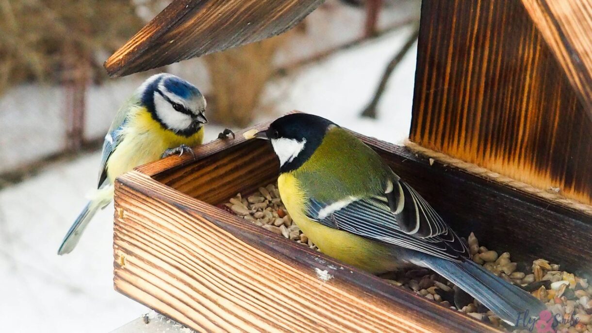 Zwei Meisen in einem Vogelhaus