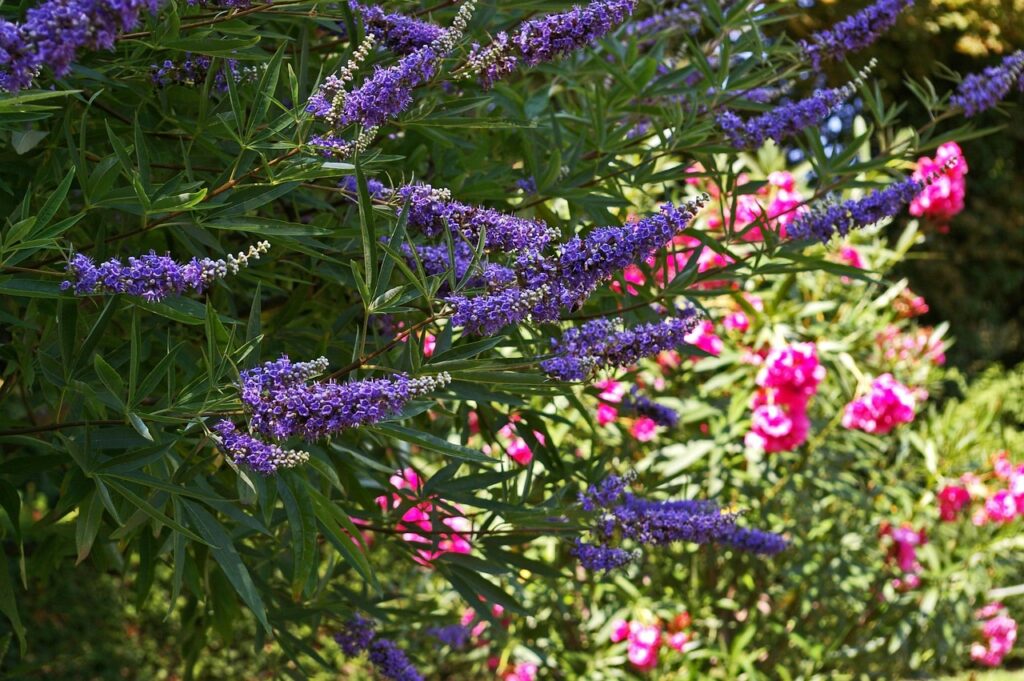 Mönchspfeffer im Garten