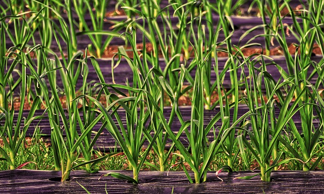Lauchstangen auf Foliie