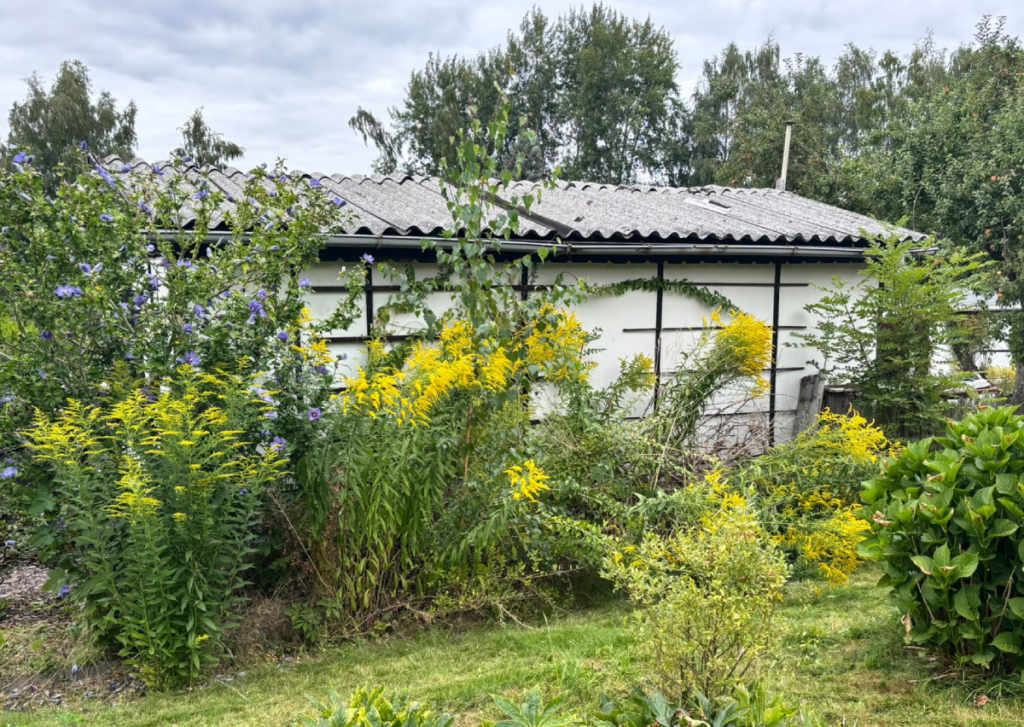 Kanadische Goldrute im Kleingarten
