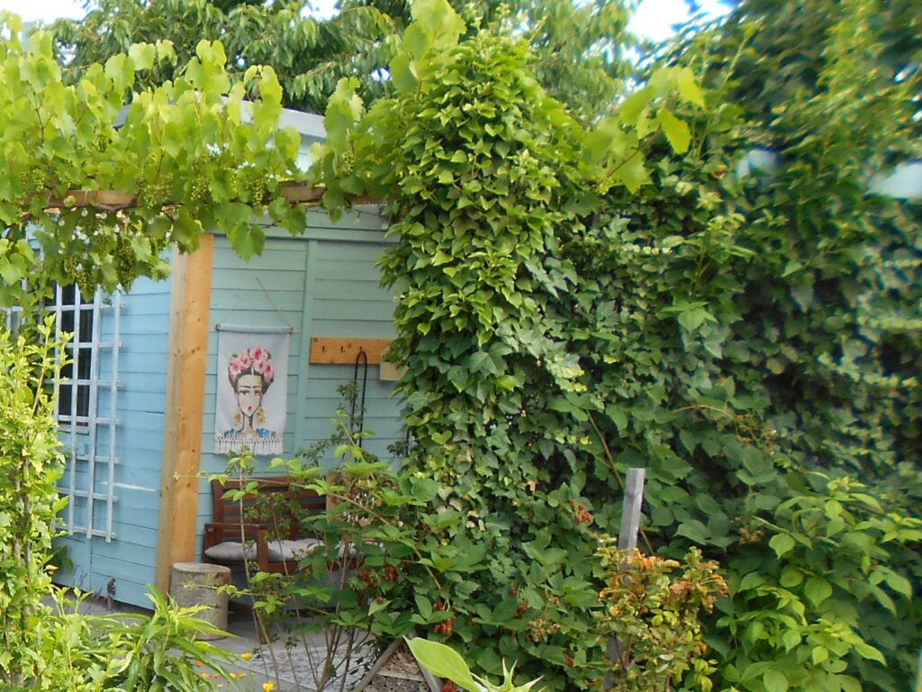 Kletterpflanzen an einer Laube