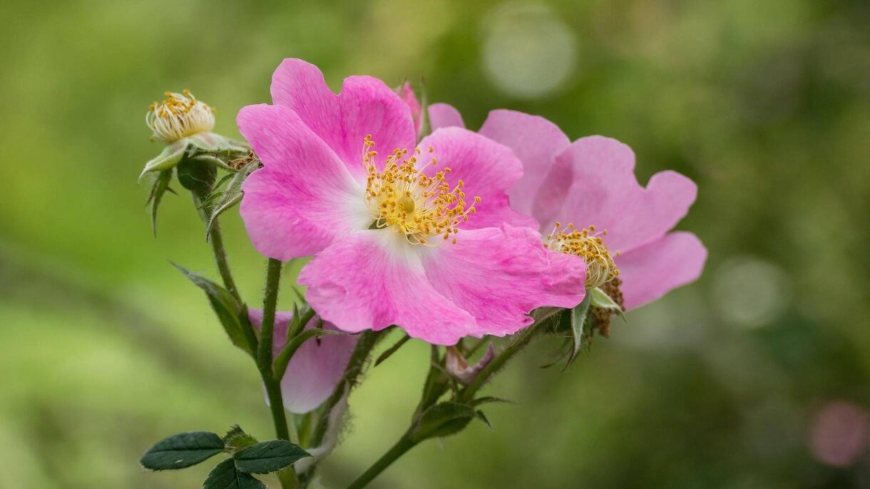 Rosa Blüten der Wildrose
