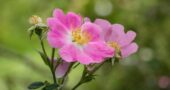 Rosa Blüten der Wildrose