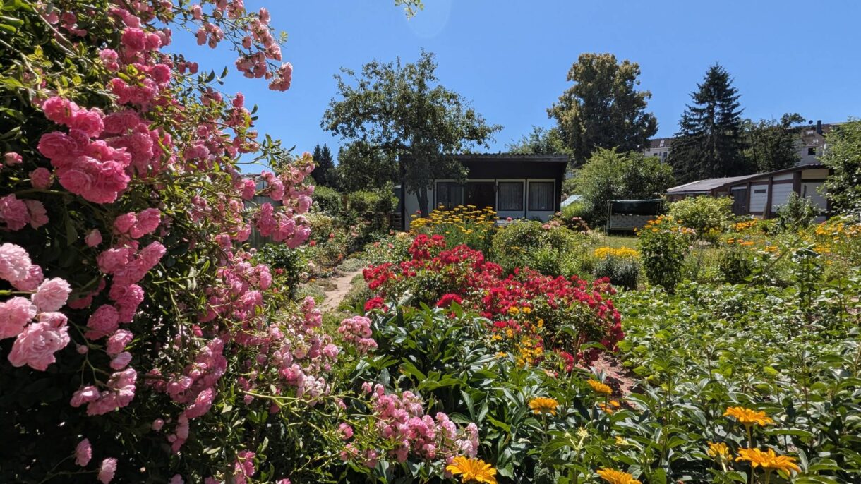 Blick in einen blühendne Garten mit Laube
