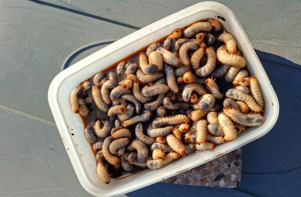 Rosenkärver-Larven in einer Schale