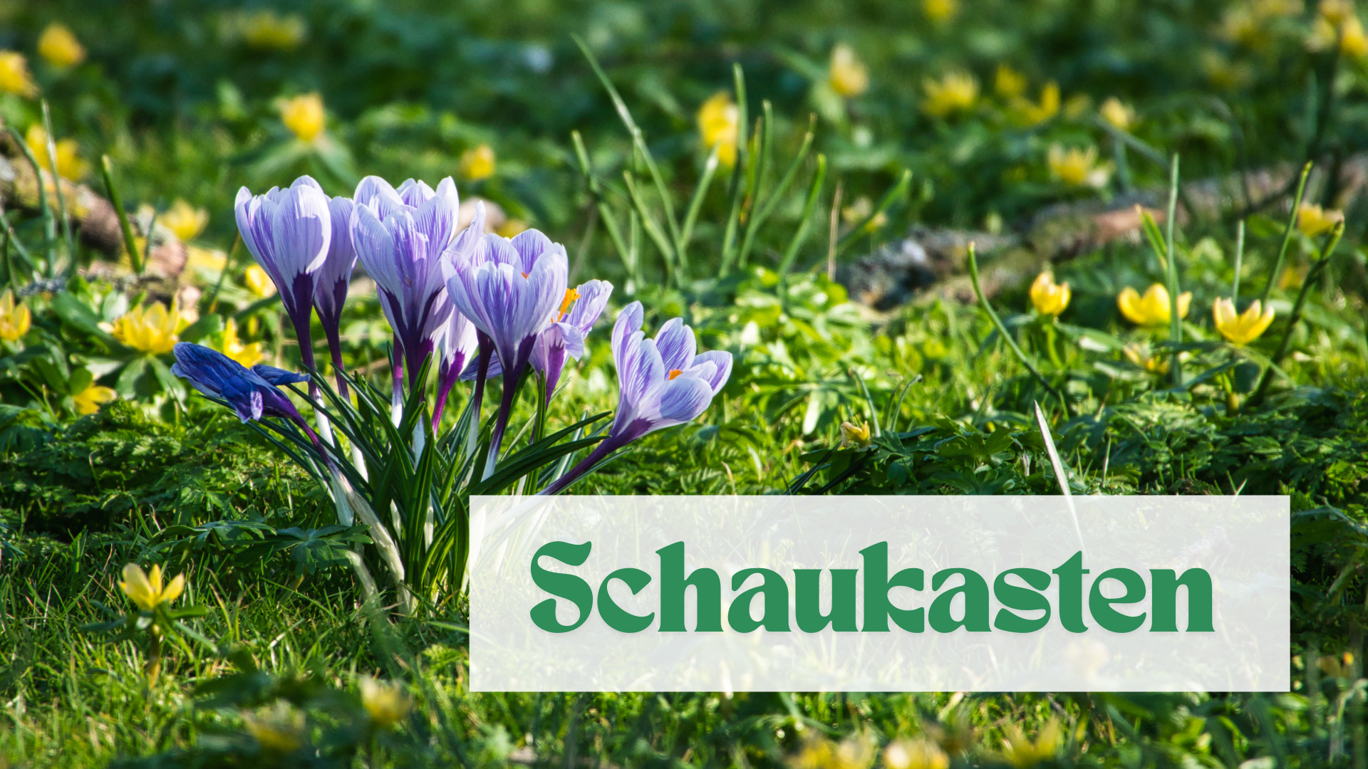 Blaue Krokusse und gelbe Winterlinge auf einer Wiesen. Dazu der Schriftzug Schaukasten