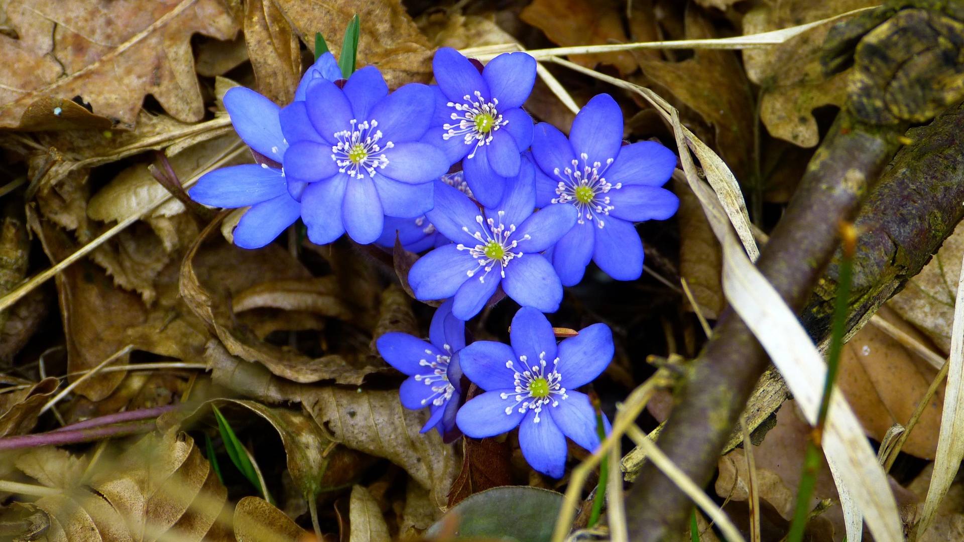 Leberblümchen im Wald