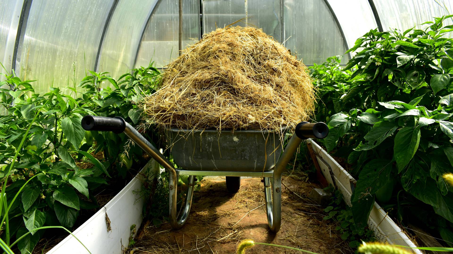 Stroh auf einer Schubkarre in einem Gewächshaus