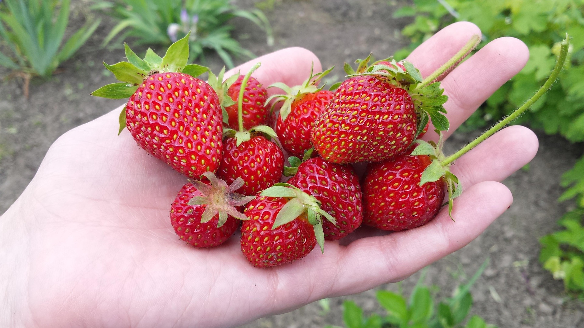 Erdbeeren auf Handfläche
