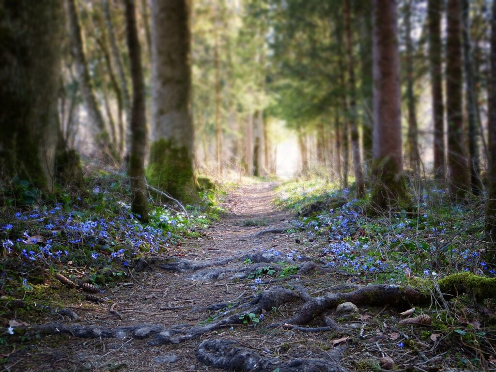 Leberblümchen am Wegrand im Wald
