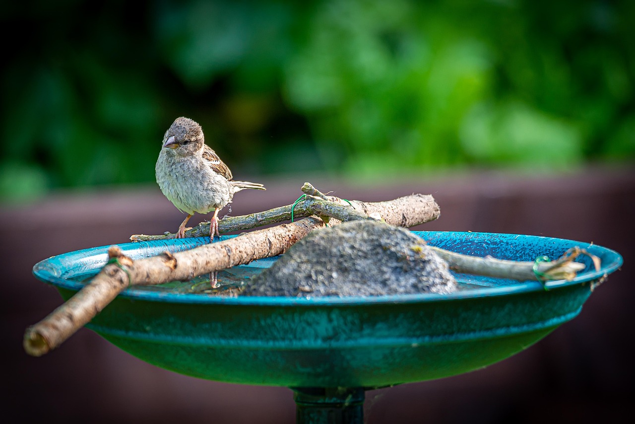 Vogel an Trinkstelle