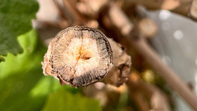 Markstängel der Brombeere