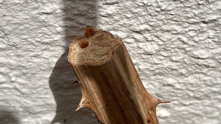 Markstängel der Brombeere mit Loch