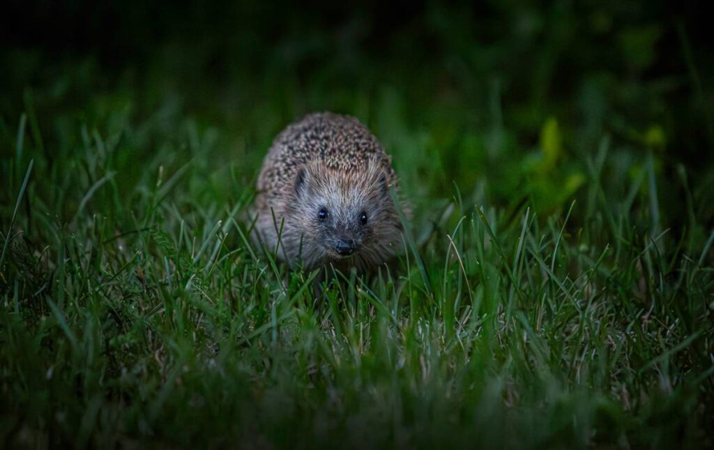 Igel in der Nacht