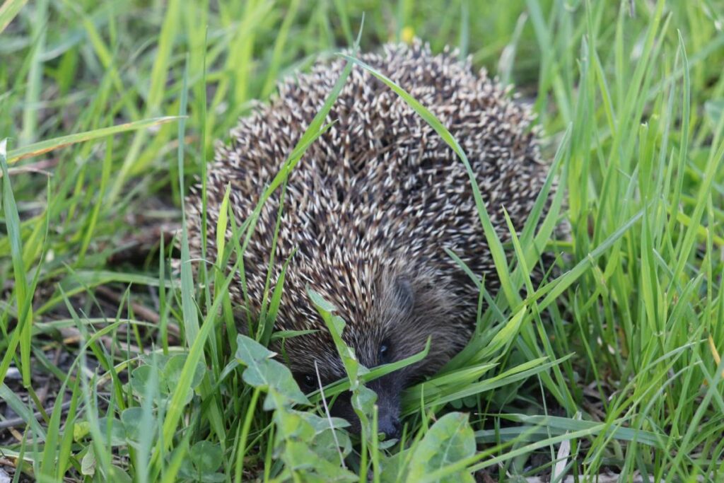 Igel in höherem Gras