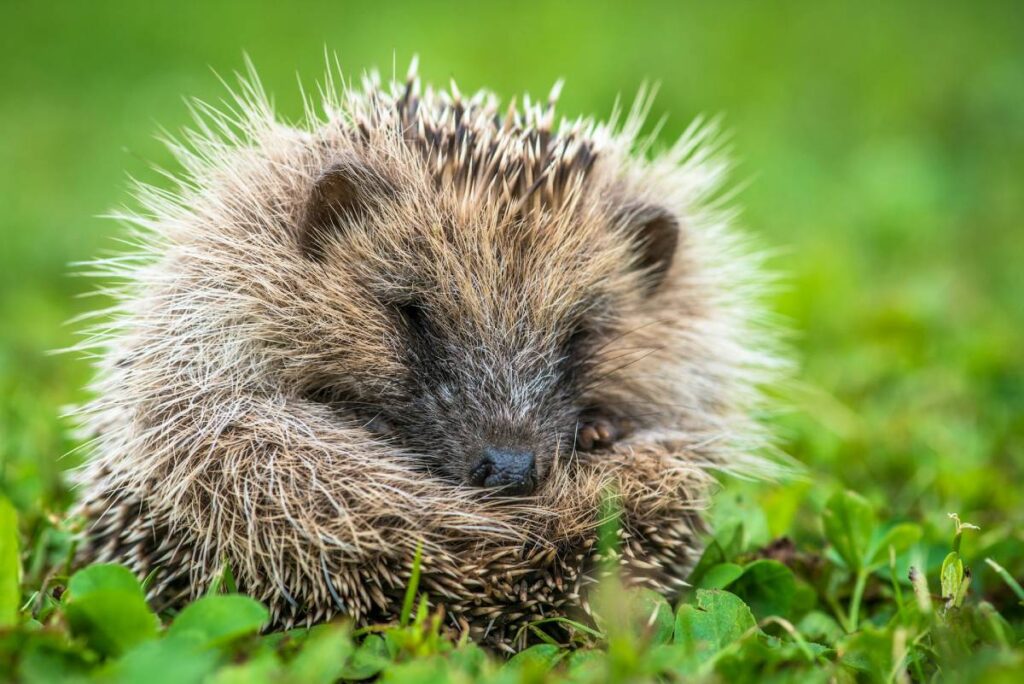 Halb eingerollter Igel